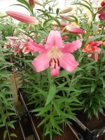 [4136 Donato No01.JPG]